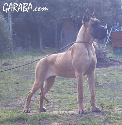 Yedra De Garaba