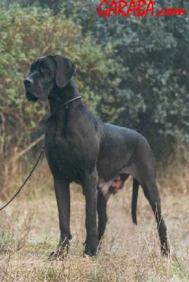 Iman De Garaba
