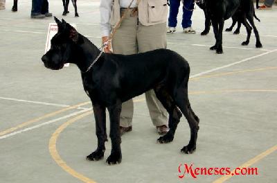 Vashti De Meneses