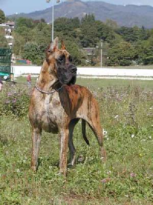 Ch Bette Davis Eyes De Vinazas