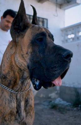 Brindle Schwarzenegger De Vinazas