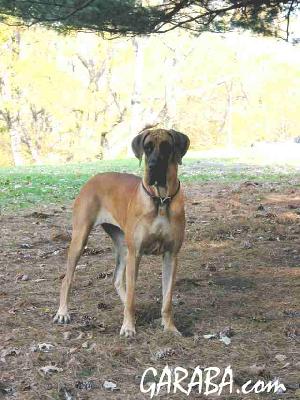 Penelope De Garaba