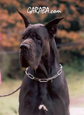 Shamaco De La Benjamine