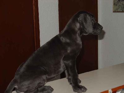 Pene2003120502 De Los Aguilares