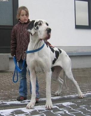 Josie Vom Wchterberg