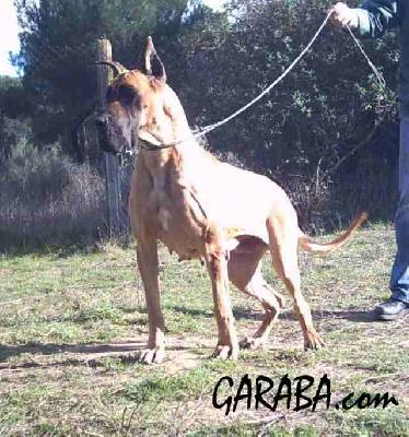 Estepa De Garaba