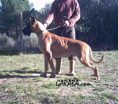 Estepa De Garaba