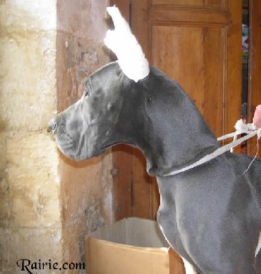 Ulmina Des Terres De La Rairie