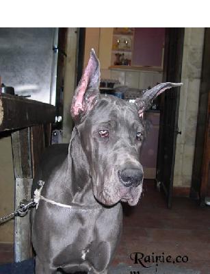 Ulmina Des Terres De La Rairie