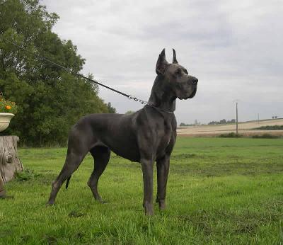 Ulmina Des Terres De La Rairie