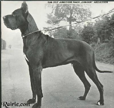 Ch Condor Von Der Materborner Schweiz