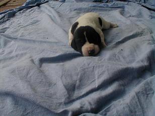 Bianka Von Schlesien