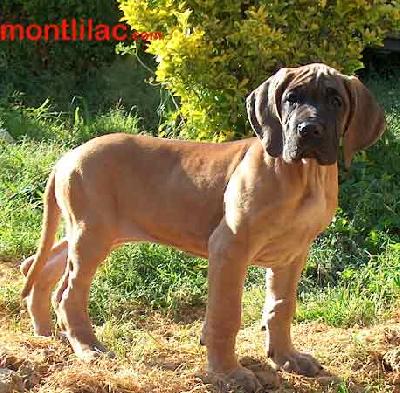 Cher De Mont Lilac