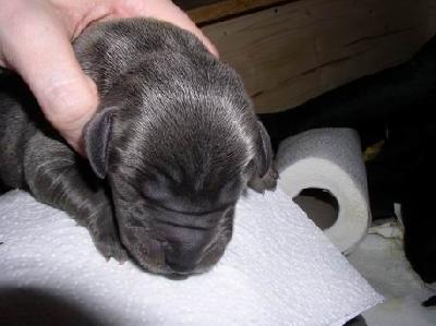 Armstrong Von Blackpearl