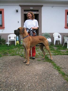 Pedro Bocca Dtigre