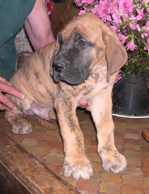 Valentin Des Terres De La Rairie