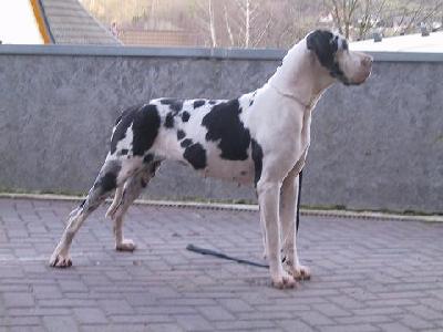 Rosie Lee Altoparti