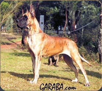 Unica De Garaba