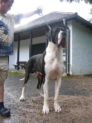 Excellent Earl Black Von Schlesien