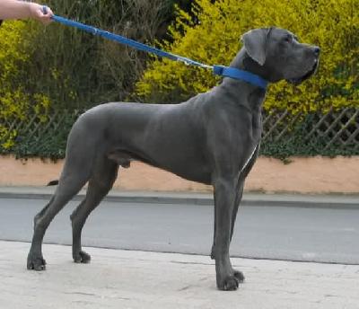 Otto-idefix Vom Hause Wagner