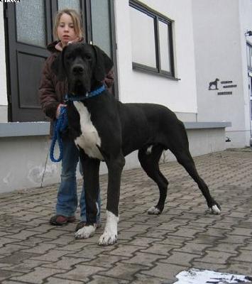 Fitus Von Schlesien