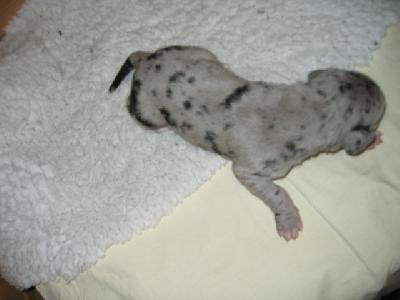 Hoxy Von Schlesien