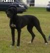 Ashanti The Dogs Of Generation
