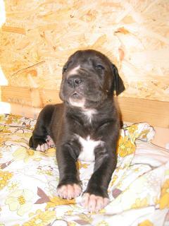 Rocco Bocca Dtigre