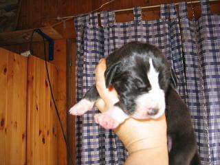 Rosalita Bocca Dtigre