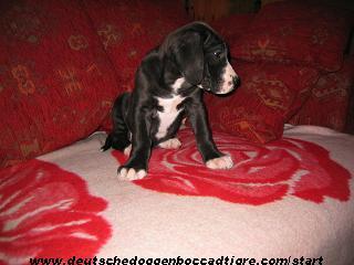 Romina Bocca Dtigre