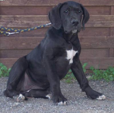 Lilly Vom Wchterberg