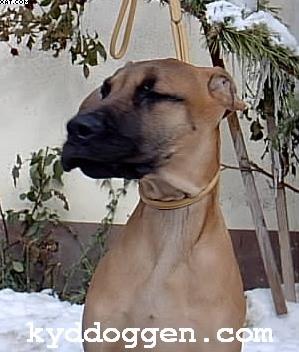 Amanda Von Krakonos
