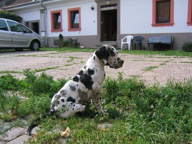 Tosca Bocca Dtigre
