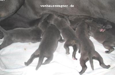 Sih2005062104 Vom Hause Wagner