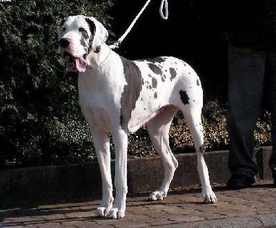 Beluga Von Der Wolfburg