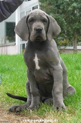 Uriel Vom Hause Wagner