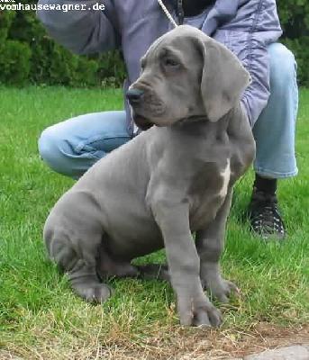 Uriel Vom Hause Wagner