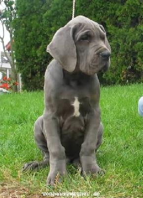 Uriel Vom Hause Wagner