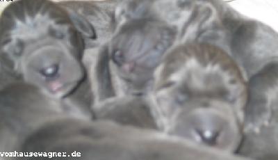 Unikat Vom Hause Wagner