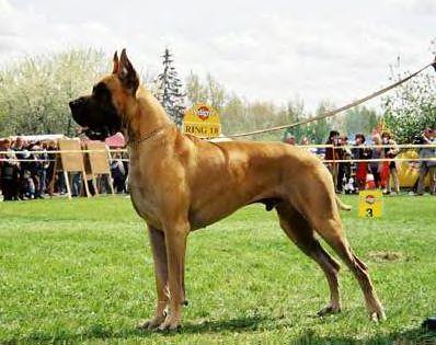 Max Apokalipsa Ii