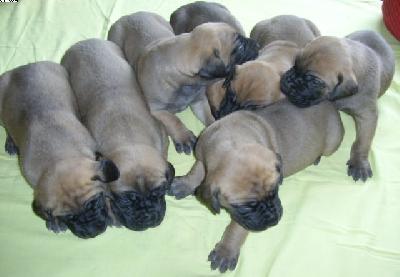 Pluto Von Der Rotburg