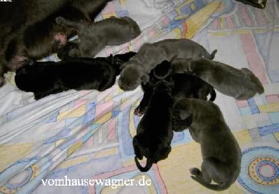Ch Yvanhoe Vom Hause Wagner