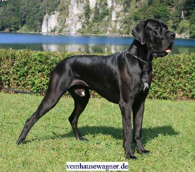 Ch Yvanhoe Vom Hause Wagner