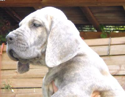 Emilio Von Der Calauer Schweiz