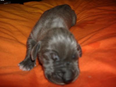 Ikarus Vom Spandauer Wappen