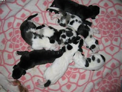 Jofi2006090401 Von Schlesien