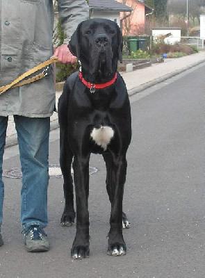 Ferris Vom White Temple