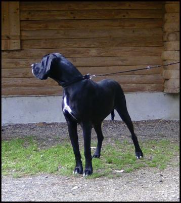 A Black Queen Vom Waldfrieden