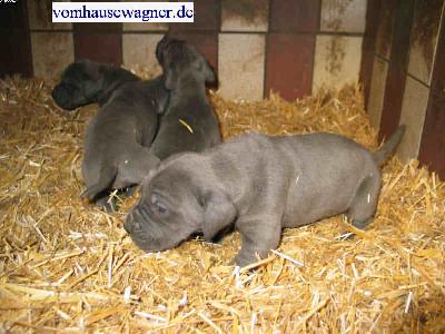 Fornix Vom Hause Wagner