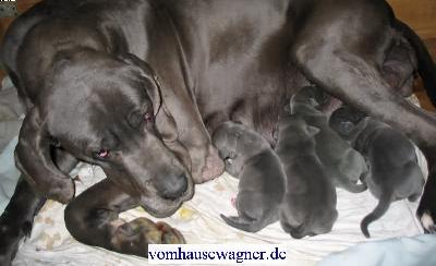 Fornix Vom Hause Wagner